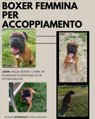 Boxer da accoppiare