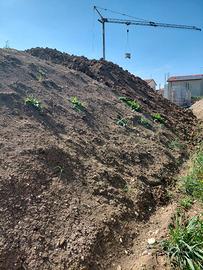 Terra per giardino