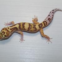 Coppia gechi leopardini