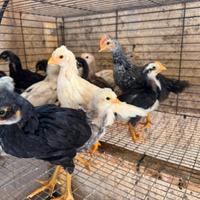 Pulcini - galline ornamentali