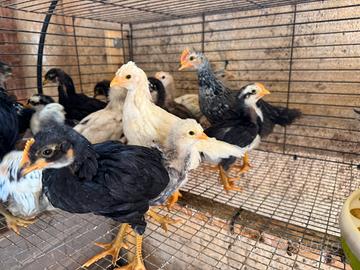 Pulcini - galline ornamentali