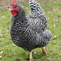 Ovaiole barred allevati all'aperto