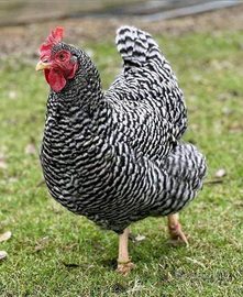 Ovaiole barred allevati all'aperto