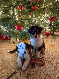 Cucciola pastore australiano