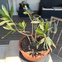 Pre bonsai ulivo