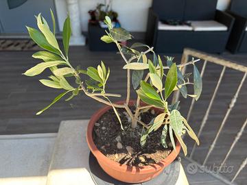 Pre bonsai ulivo