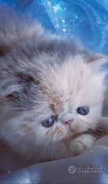 Cuccioli di Gatto Persiano