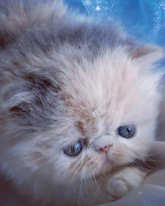 Cuccioli di Gatto Persiano