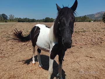 puledro di 2 anni e mezzo 