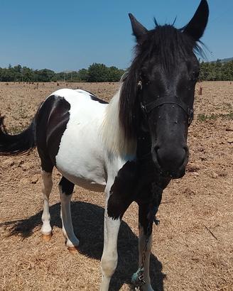 puledro di 2 anni e mezzo 