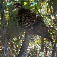 Ali bronzine femmina