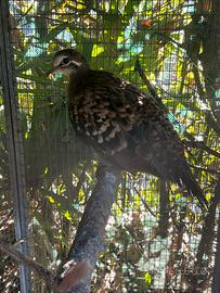 Ali bronzine femmina