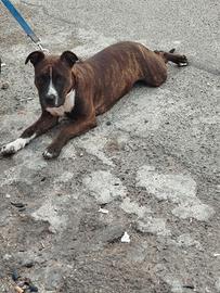 Amstaff di 9 mesi