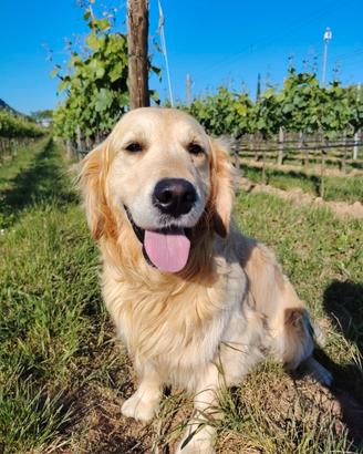 Golden retriever maschio disponibile per monta