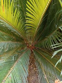 PIANTA CICAS
