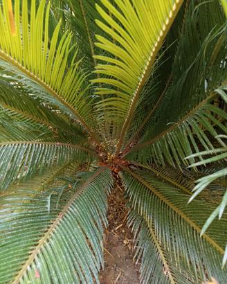 PIANTA CICAS