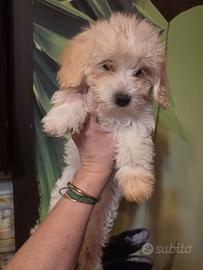 Maltipoo cuccioli 