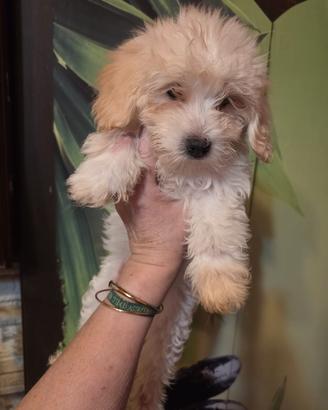 Maltipoo cuccioli 