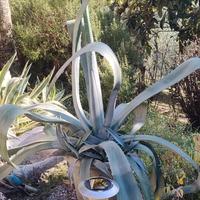 Piante Agave, Aloe vera, Aloe arborescenti 