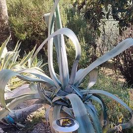 Pianta di  Agave 