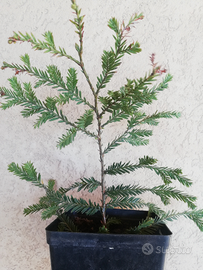 Pianta Sequoia sempervirens