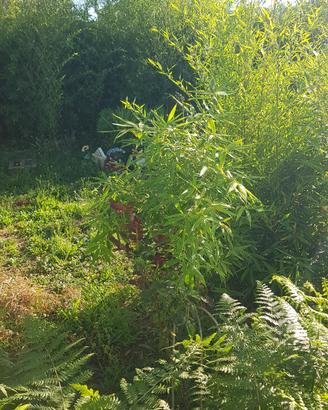 Piante di Bambù 3 euro max 99 piante