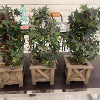 Pianta ornamentaleAlberelli, decorative 3 pz