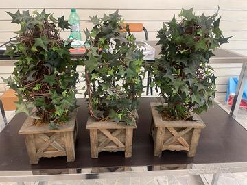 Pianta ornamentaleAlberelli, decorative 3 pz