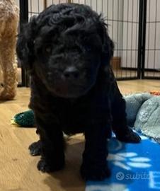 Cuccioli di barboncini toy femmine