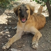 Cucciolone incrocio pastore BelgaTervueren