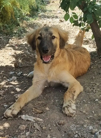 Cucciolone incrocio pastore BelgaTervueren