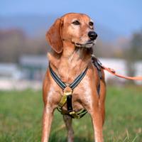 Pia in attesa di adozione