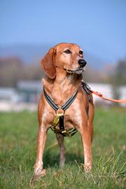 Pia in attesa di adozione