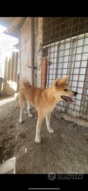 Akita inu