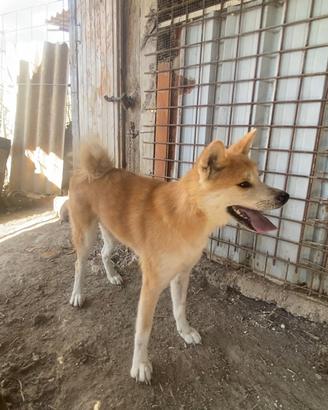 Akita inu