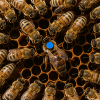 Ape Regina 2025 = Feconda e Testata