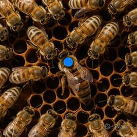 Ape Regina 2025 = Feconda e Testata