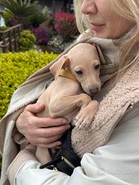 Piccolo levriero italiano maschio Isabella