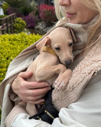 Piccolo levriero italiano maschio Isabella