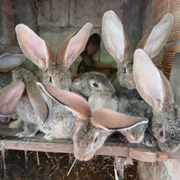 Cuccioli di gig grigio