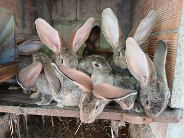 Cuccioli di gig grigio