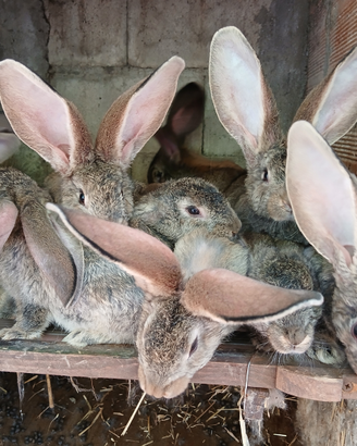 Cuccioli di gig grigio