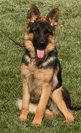 Cucciola di Pastore Tedesco