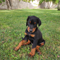 Cuccioli di Dobermann (50 giorni)