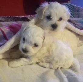 Due splendidi maschietti maltesi toy