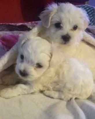 Due splendidi maschietti maltesi toy