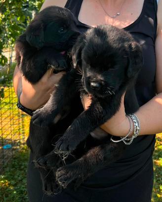 Cuccioli incrocio golden retriever
