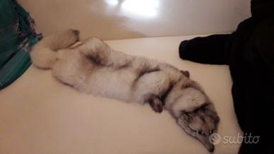 stola in volpe argentata 