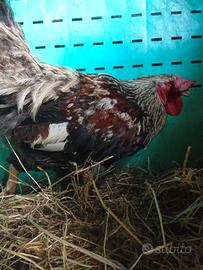 gallo 