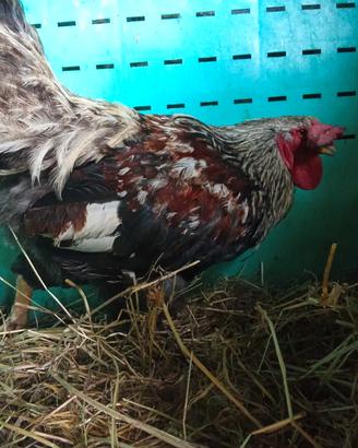 gallo 